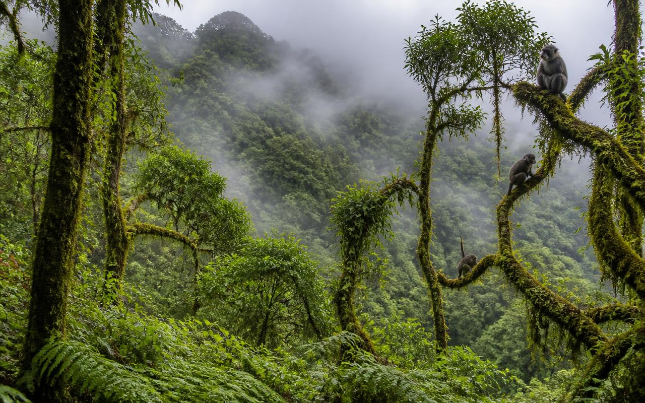 Gishwati-Mukura National Park