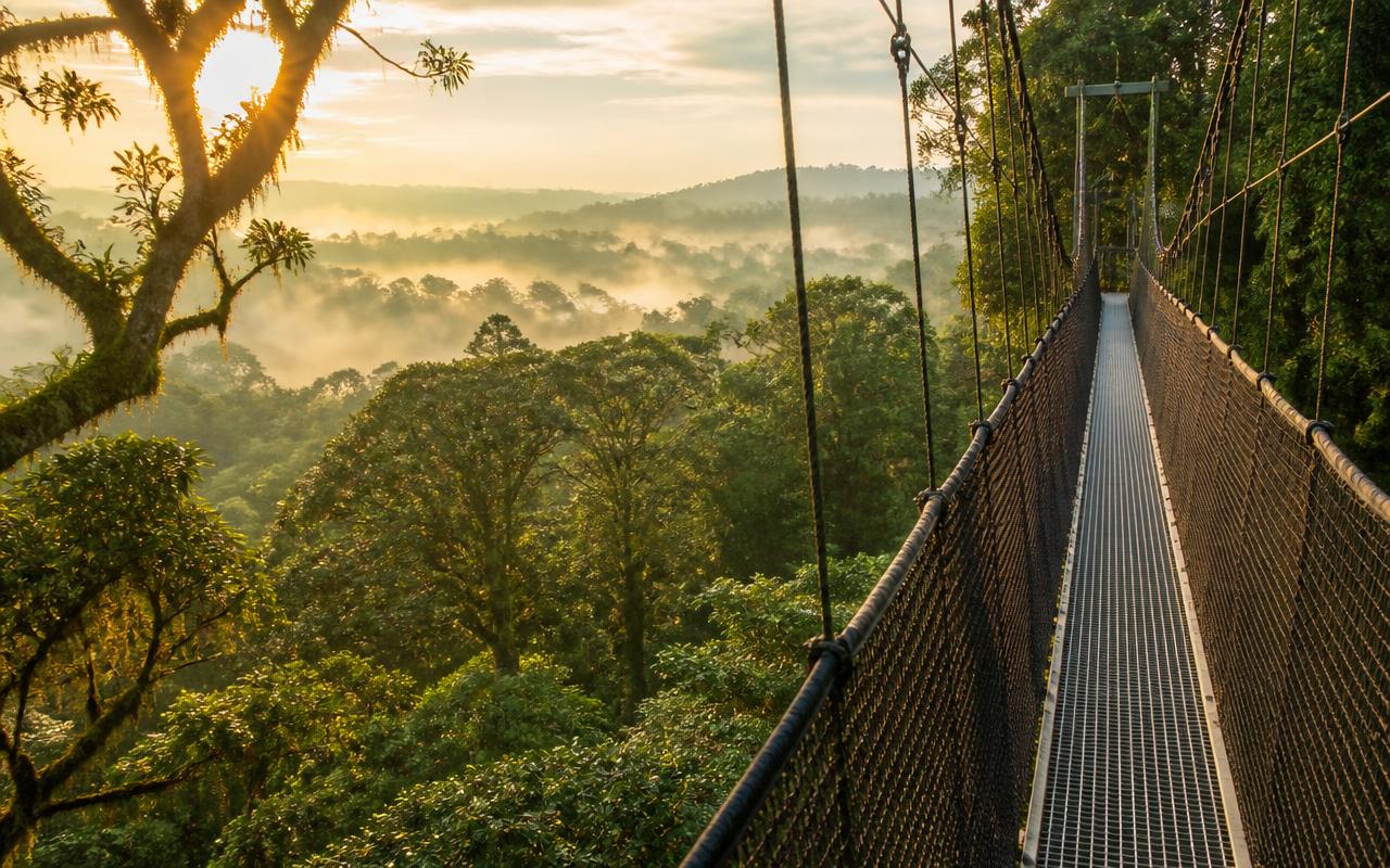 Nyungwe Forest National Park