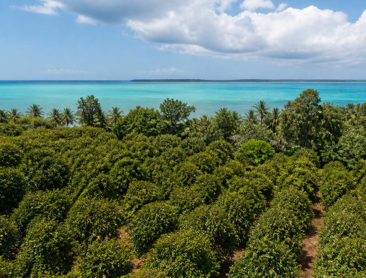 Pemba Island