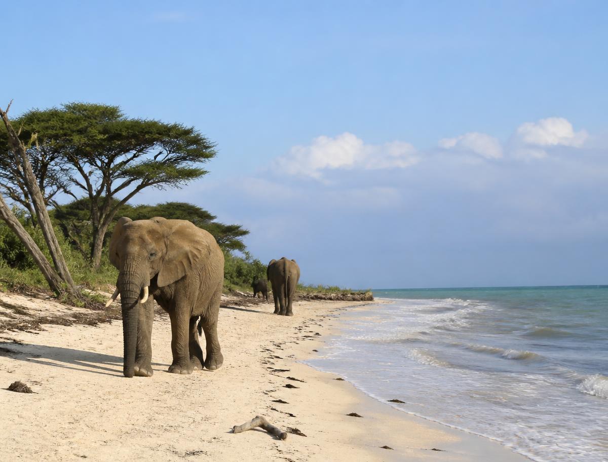Saadani National Park