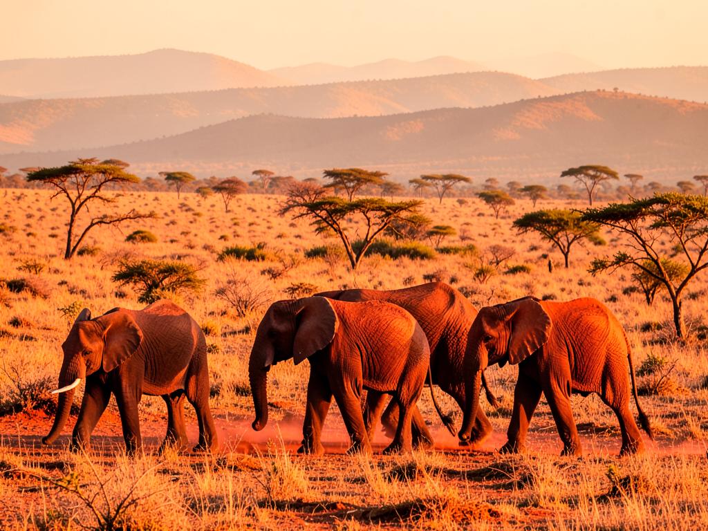 Tsavo East & West National Parks